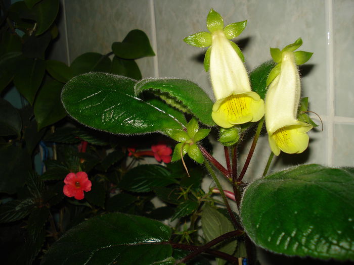 DSC09028 - SINNINGIA DE LA A - Z