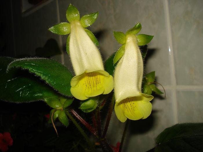 DSC09027 - SINNINGIA DE LA A - Z