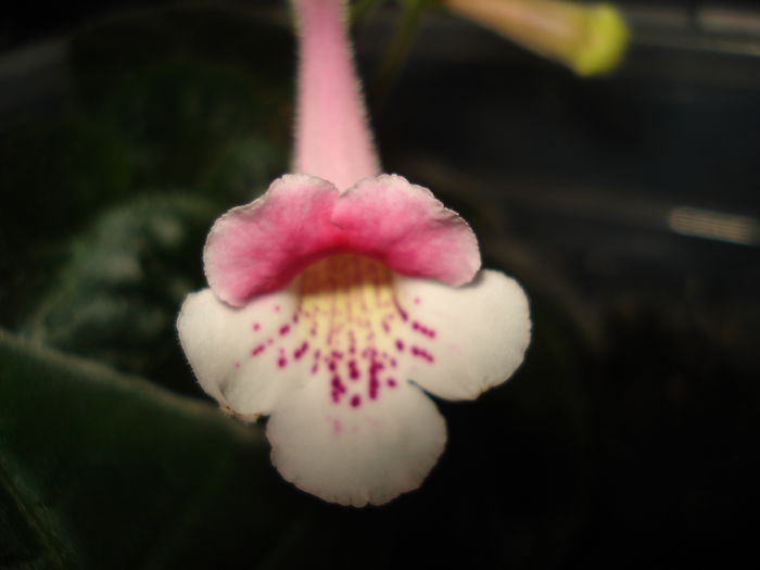 SRGs Kati Belle - SINNINGIA DE LA A - Z