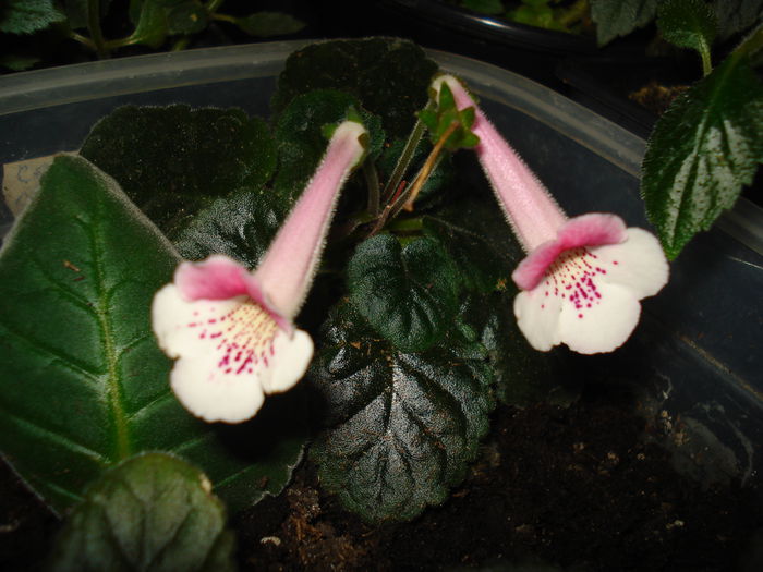 DSC09203 - SINNINGIA DE LA A - Z