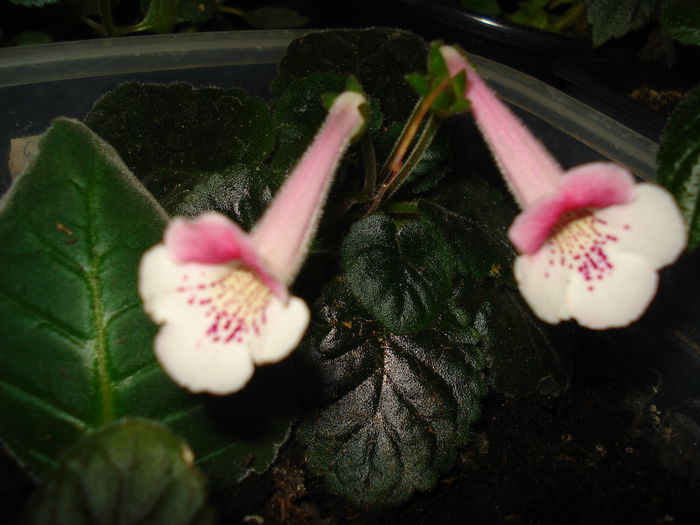 DSC09204 - SINNINGIA DE LA A - Z