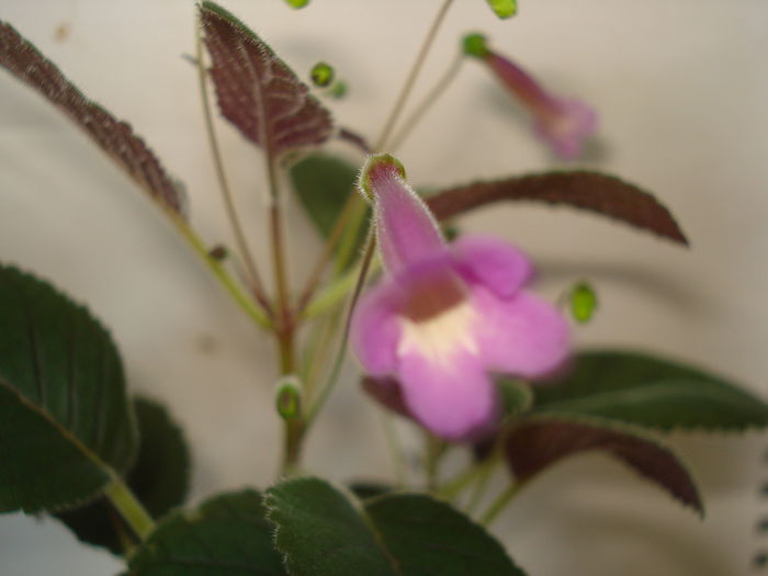 Tinkerbells - SINNINGIA DE LA A - Z