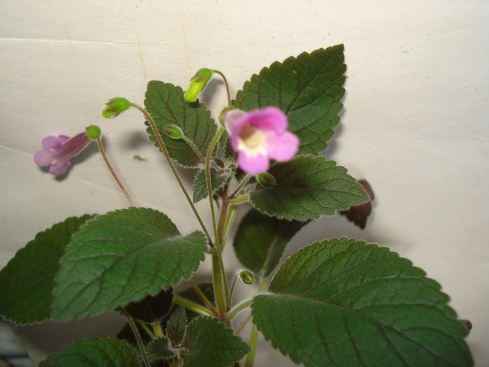 DSC09240 - SINNINGIA DE LA A - Z