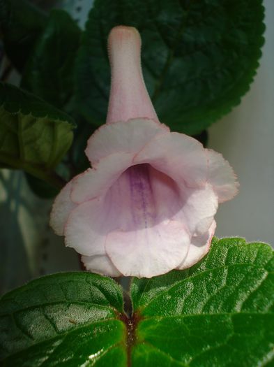 Amanda_s Penny & Playful Porpoise - SINNINGIA DE LA A - Z