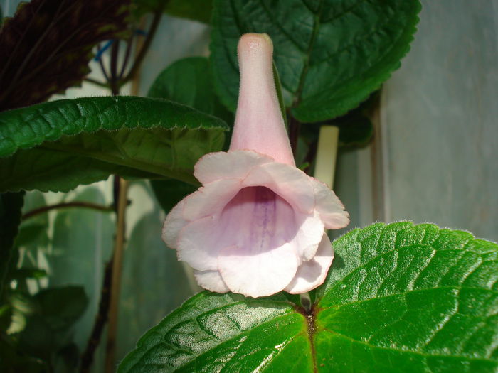 DSC09219 - SINNINGIA DE LA A - Z