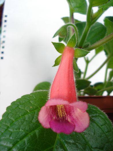 Seminole - SINNINGIA DE LA A - Z