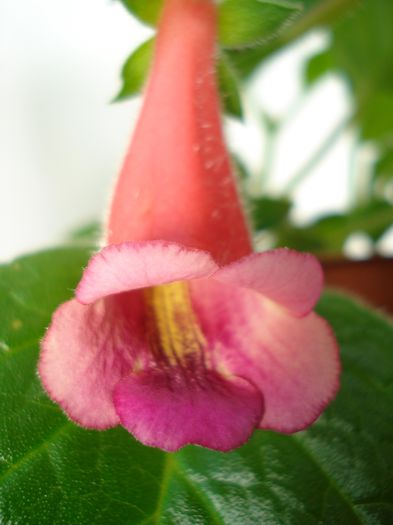 DSC09230 - SINNINGIA DE LA A - Z