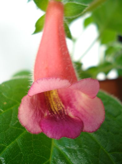 DSC09231 - SINNINGIA DE LA A - Z