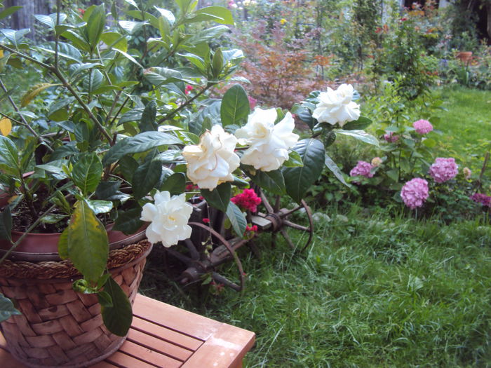 DSC09743 - 2014 Gradina