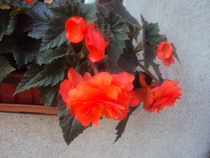 DSC00142 - Begonii