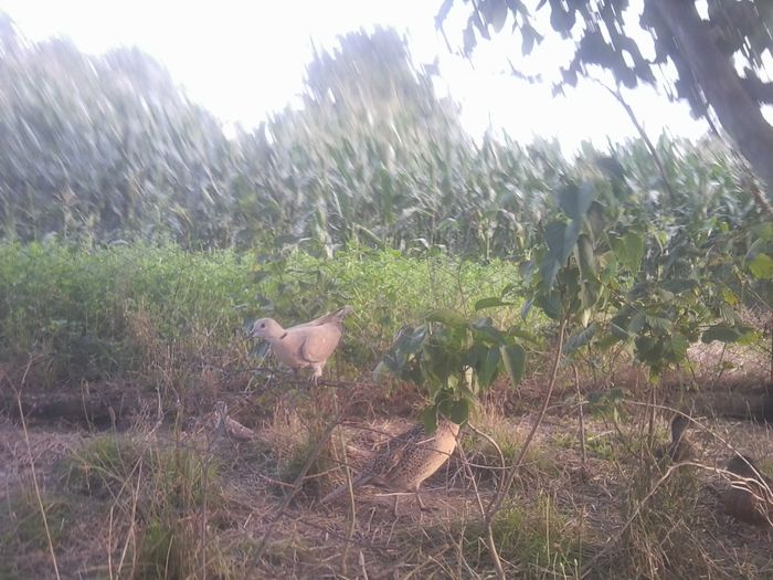 intrusul nr 1; 2 turturei salbatici au intrat astazi in voliera turturelelor razatoare. amandoi au fost eliberati

