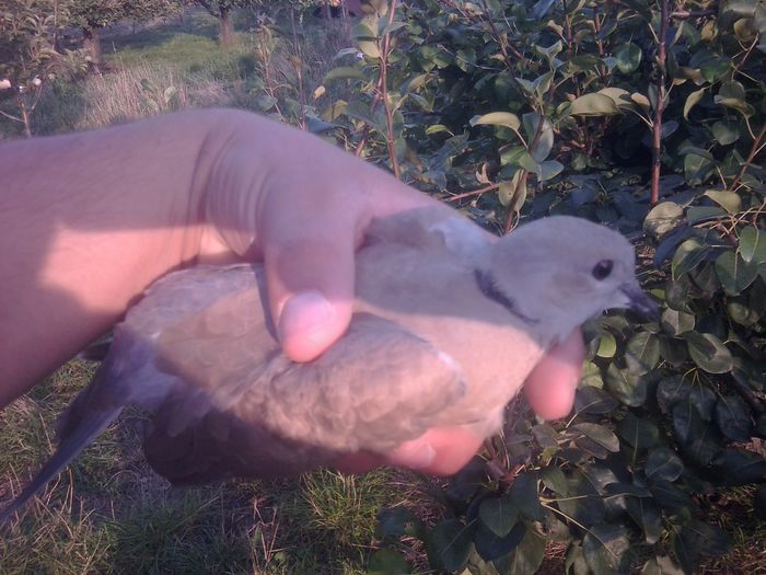intrusul nr 2; 2 turturei salbatici au intrat azi in voliera turturelelor razatoare. amandoi au fost eliberati.
