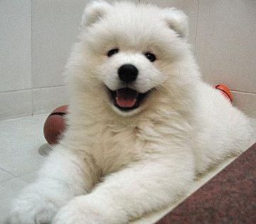 samoyed-0n