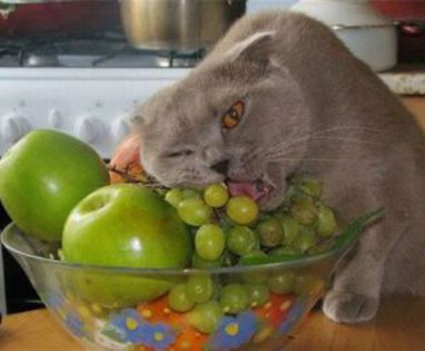 pisica_fructe - O_o Fructe si legume benefice cainilor si pisicilor O_o