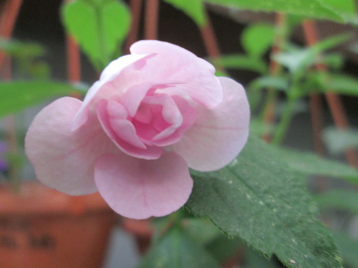 double pink rose - achimenesi 2014