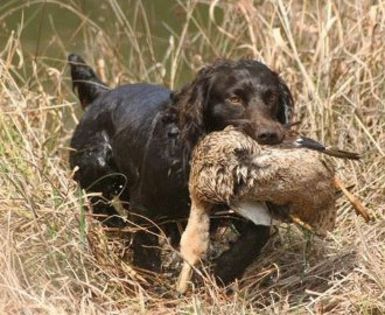 Boykin_spaniel2-0n - O_o Boykin spaniel - cainele de ciocolata O_o