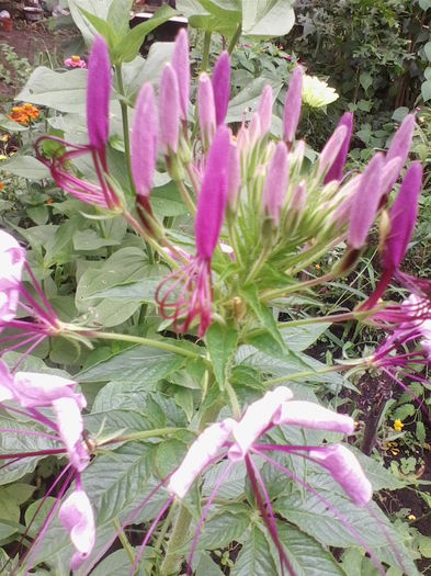 cleome