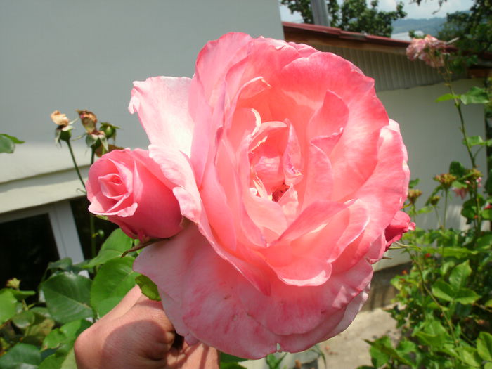  - trandafiri -2-201