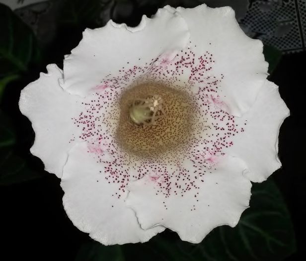 Necunoscuta (Milky Way) - Gloxinia