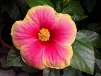 Fotografie2012 - Hibiscusi si Bougainvillea