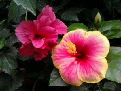 Fotografie2013 - Hibiscusi si Bougainvillea