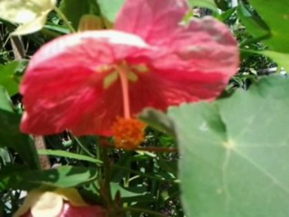 abuti roz cu floare mare