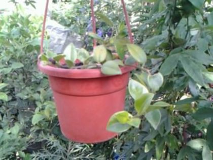 aeschinanthus