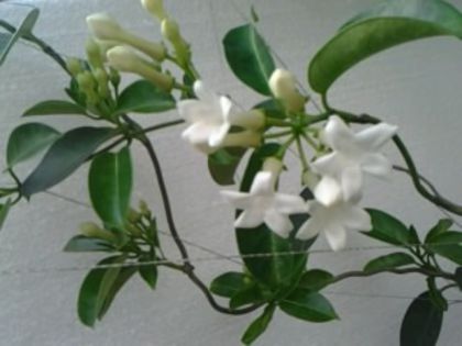 Fotografie2037 stephanotis