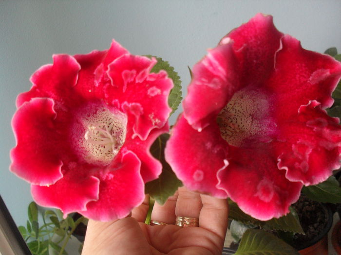 rosie - GLOXINIA 2013-2014