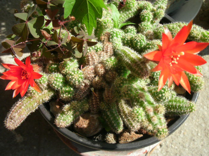  - 2014-Cactusi