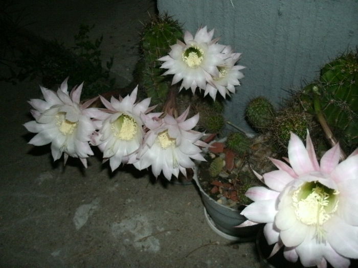  - 2014-Cactusi