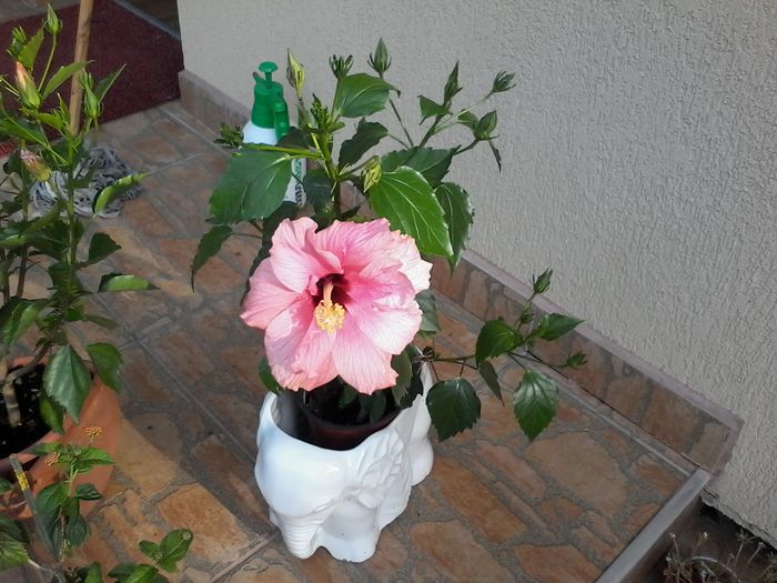 20140731_083927 - Hibiscus 2014-2015