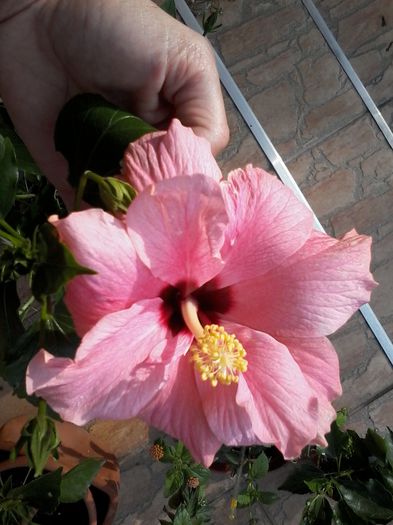20140731_084320 - Hibiscus 2014-2015