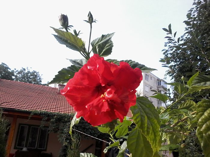 20140731_083950 - Hibiscus 2014-2015