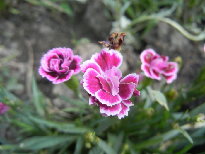 Dianthus Pink Kisses (2014, July 21)