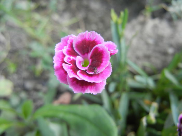 Dianthus Pink Kisses (2014, July 21)