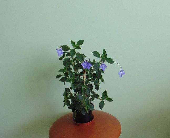 30 iulie 2014 - Streptocarpella 2013 - 2014