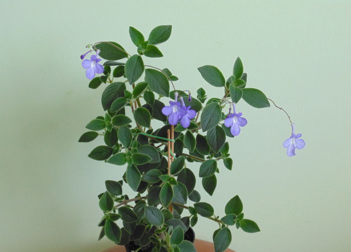 DSC04981 - Streptocarpella 2013 - 2014