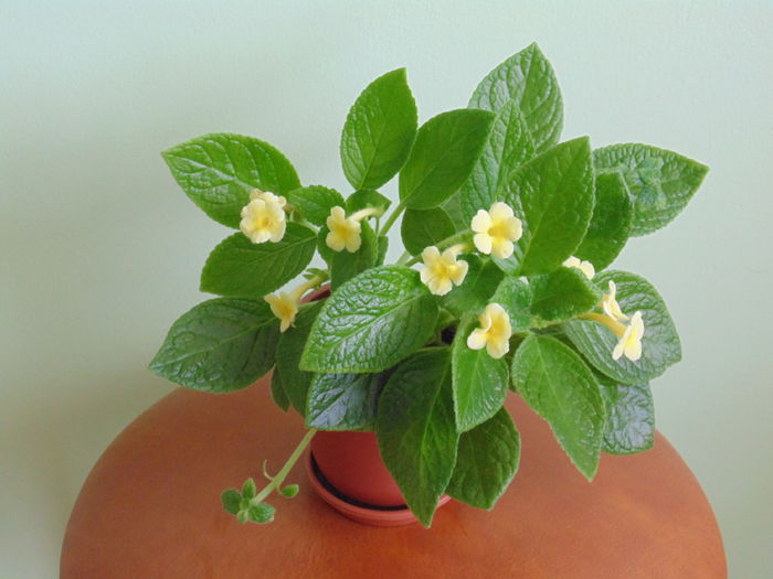 Episcia Tropical Topas - Tropical Topas 2013 - 2014