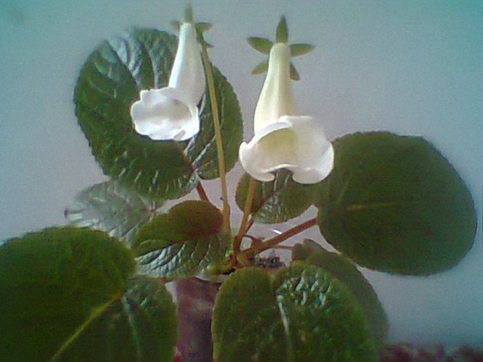 Fotogr.1485 - Flori 2014