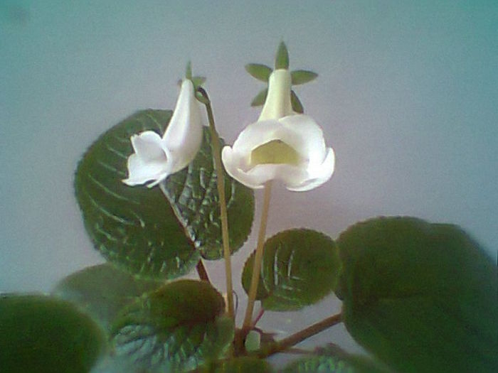 Fotogr.1486 - Flori 2014