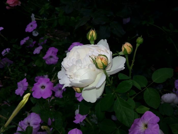 petuniile astea ma cam sufoca