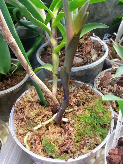 20140731_130527; Evolutie epi rene marques
