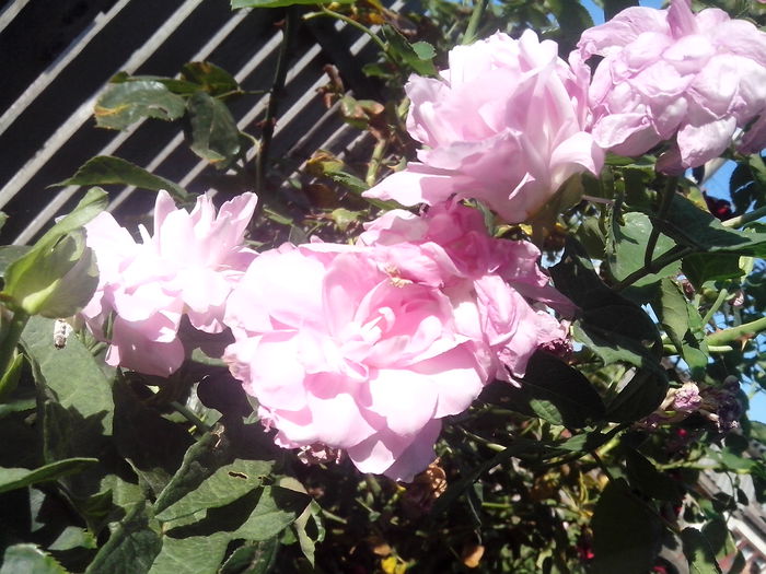 new folder 2 1119 - flori de gradina2014