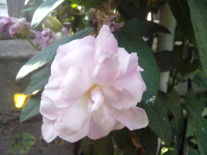 new folder 2 1121 - flori de gradina2014