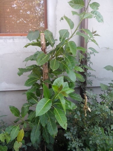 solandra maxima
