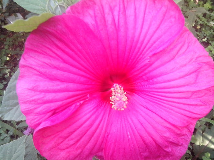 new folder 2 1062 - hibiscusi de gradina