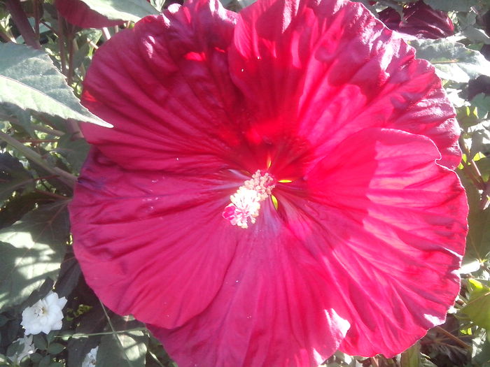 new folder 2 1071 - hibiscusi de gradina