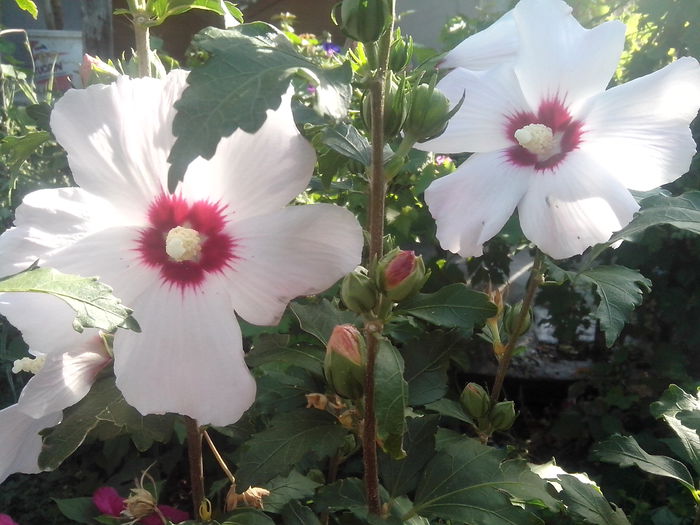 new folder 2 1073 - hibiscusi de gradina
