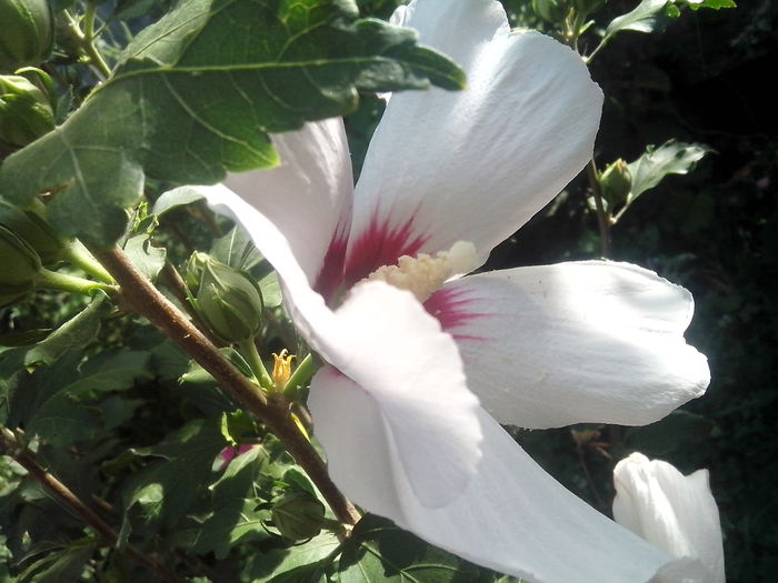 new folder 2 1076 - hibiscusi de gradina